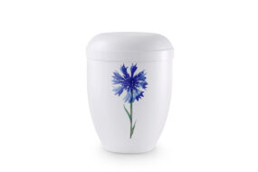 Urne weiß Kornblume